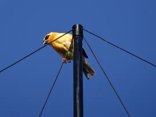 HF Receive Only K9AY Loop Antenna Build